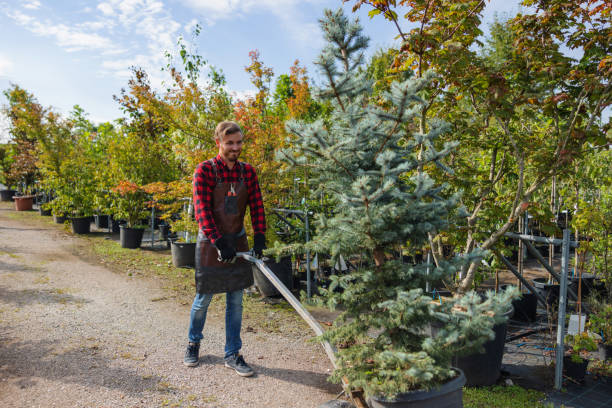 Best Stump Grinding and Removal  in Mapleton, MN